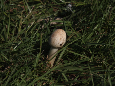 [A mushroom with a very thick step and a small globular cap growing amid the grass.]